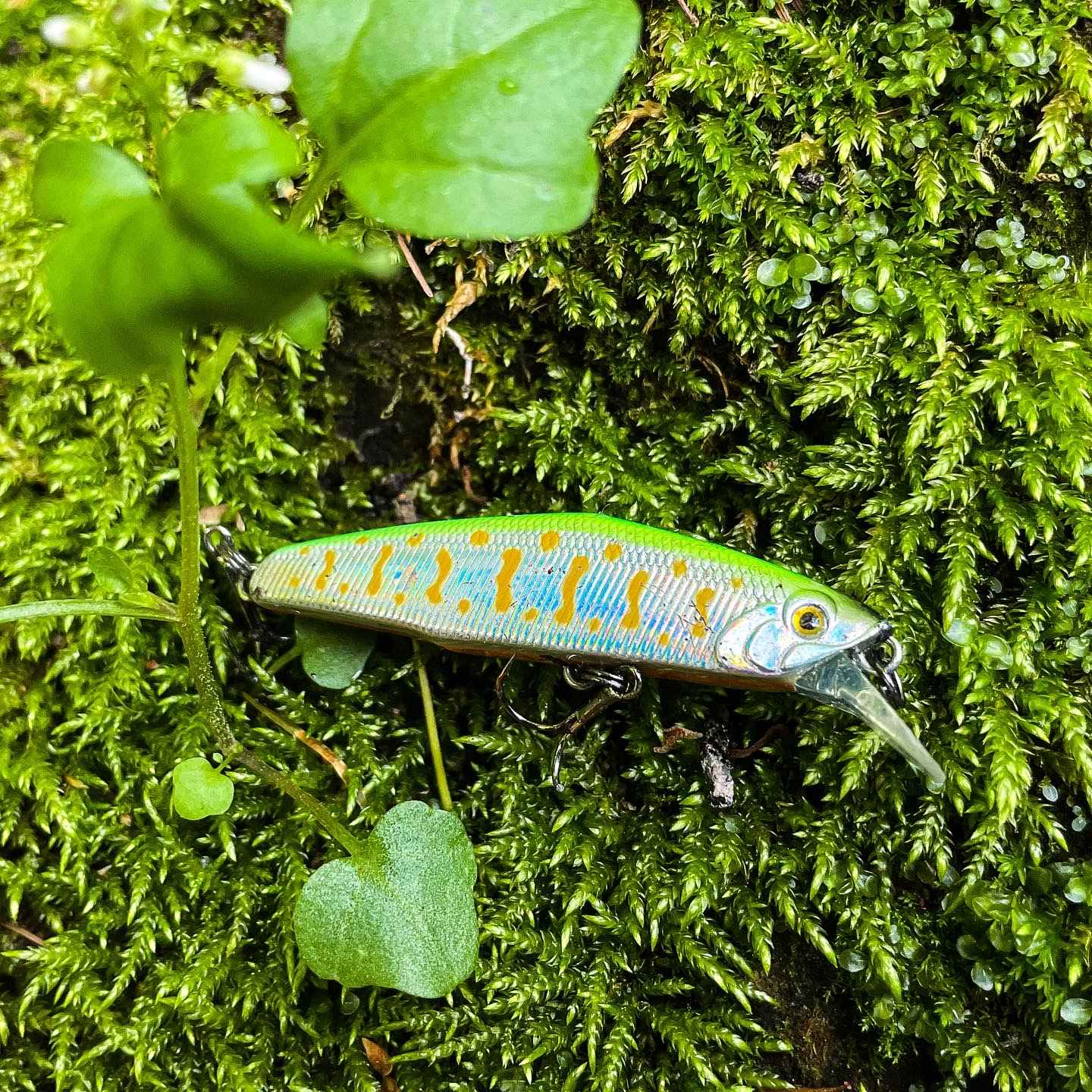 松本の渓流解禁日